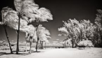 Tropical Beach, Jupiter  #YNL-017.  Infrared Photograph,  Stretched and Gallery Wrapped, Limited Edition Archival Print on Canvas:  72 x 40 inches, $1620.  Custom Proportions and Sizes are Available.  For more information or to order please visit our ABOUT page or call us at 561-691-1110.