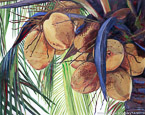 Coconuts  #IMP-032,  Original Acrylic on Canvas: 48  x  60 inches   $5400;  Stretched and Gallery Wrapped Limited Edition Archival Print on Canvas: 40 x 50 inches   $1560.  Custom  sizes, colors, and commissions are also available.  For more information or to order, please visit our ABOUT page or call us at   561-691-1110.