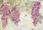 Fresco Grapes  #NFR-003,  Original Acrylic on Canvas: 65  x 96 inches   $5100-,  Sold;  Stretched and Gallery Wrapped Limited Edition Archival Print on Canvas: 40  x 60 inches     $1590-.  Custom   sizes, colors, and commissions are also available.  For more information or to order, please visit our  ABOUT  page or call us at 561-691-1110.