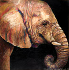 Elephant  #BBB-080,  Original Acrylic on Canvas: 65  x  65 inches   $11700;  Stretched and Gallery Wrapped Limited Edition Archival Print on Canvas: 40 x 40 inches   $1500.  Custom  sizes, colors, and commissions are also available.  For more information or to order, please visit our ABOUT page or call us at   561-691-1110.