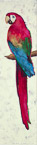 Parrot  #AAX-071,  Original Acrylic on Canvas: 18  x  68 inches   $4200;  Stretched and Gallery Wrapped Limited Edition Archival Print on Canvas: 18 x 68 inches   $1530.
