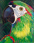 Parrot  #ANF-006,  Original Acrylic on Canvas: 48  x  60 inches   $10800;  Stretched and Gallery Wrapped Limited Edition Archival Print on Canvas: 40 x 50 inches   $1560.  Custom  sizes, colors, and commissions are also available.  For more information or to order, please visit our ABOUT page or call us at   561-691-1110.
