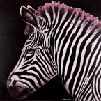 Zebra  #BBB-099,  Original Acrylic on Canvas: 65  x  65 inches   $11700;  Stretched and Gallery Wrapped Limited Edition Archival Print on Canvas: 40 x 40 inches   $1500.  Custom  sizes, colors, and commissions are also available.  For more information or to order, please visit our ABOUT page or call us at   561-691-1110.