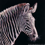 Zebra  #BBB-101,  Original Acrylic on Canvas: 40  x 40 inches,  Sold;  Stretched and Gallery Wrapped Limited Edition Archival Print on Canvas: 40  x 40 inches     $1500-.  Custom   sizes, colors, and commissions are also available.  For more information or to order, please visit our  ABOUT  page or call us at 561-691-1110.