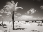 Tropical Beach, Fort Lauderdale #YNS-153.  Infrared Photograph,  Stretched and Gallery Wrapped, Limited Edition Archival Print on Canvas:  56 x 40 inches, $1590.  Custom Proportions and Sizes are Available.  For more information or to order please visit our ABOUT page or call us at 561-691-1110.