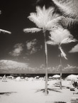 Tropical Beach, Fort Lauderdale #YNS-156.  Infrared Photograph,  Stretched and Gallery Wrapped, Limited Edition Archival Print on Canvas:  40 x 50 inches, $1560.  Custom Proportions and Sizes are Available.  For more information or to order please visit our ABOUT page or call us at 561-691-1110.