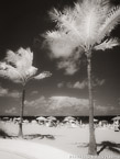 Tropical Beach, Fort Lauderdale #YNS-164.  Infrared Photograph,  Stretched and Gallery Wrapped, Limited Edition Archival Print on Canvas:  40 x 56 inches, $1590.  Custom Proportions and Sizes are Available.  For more information or to order please visit our ABOUT page or call us at 561-691-1110.