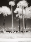 Tropical Beach, Fort Lauderdale #YNS-166.  Infrared Photograph,  Stretched and Gallery Wrapped, Limited Edition Archival Print on Canvas:  40 x 50 inches, $1560.  Custom Proportions and Sizes are Available.  For more information or to order please visit our ABOUT page or call us at 561-691-1110.