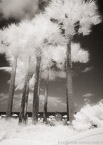 Tropical Beach, Fort Lauderdale #YNS-169.  Infrared Photograph,  Stretched and Gallery Wrapped, Limited Edition Archival Print on Canvas:  40 x 60 inches, $1590.  Custom Proportions and Sizes are Available.  For more information or to order please visit our ABOUT page or call us at 561-691-1110.