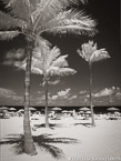 Tropical Beach, Fort Lauderdale #YNS-177.  Infrared Photograph,  Stretched and Gallery Wrapped, Limited Edition Archival Print on Canvas:  40 x 56 inches, $1590.  Custom Proportions and Sizes are Available.  For more information or to order please visit our ABOUT page or call us at 561-691-1110.
