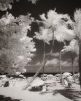 Tropical Beach, Fort Lauderdale #YNS-180.  Infrared Photograph,  Stretched and Gallery Wrapped, Limited Edition Archival Print on Canvas:  40 x 50 inches, $1560.  Custom Proportions and Sizes are Available.  For more information or to order please visit our ABOUT page or call us at 561-691-1110.