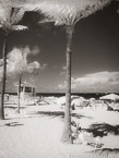 Tropical Beach, Fort Lauderdale #YNS-197.  Infrared Photograph,  Stretched and Gallery Wrapped, Limited Edition Archival Print on Canvas:  40 x 56 inches, $1590.  Custom Proportions and Sizes are Available.  For more information or to order please visit our ABOUT page or call us at 561-691-1110.
