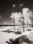 Tropical Beach, Fort Lauderdale #YNS-199.  Infrared Photograph,  Stretched and Gallery Wrapped, Limited Edition Archival Print on Canvas:  40 x 50 inches, $1560.  Custom Proportions and Sizes are Available.  For more information or to order please visit our ABOUT page or call us at 561-691-1110.