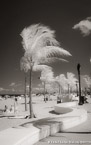 Tropical Beach, Fort Lauderdale #YNS-203.  Infrared Photograph,  Stretched and Gallery Wrapped, Limited Edition Archival Print on Canvas:  40 x 60 inches, $1590.  Custom Proportions and Sizes are Available.  For more information or to order please visit our ABOUT page or call us at 561-691-1110.