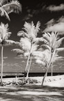 Tropical Beach, Jupiter  #YNS-214.  Infrared Photograph,  Stretched and Gallery Wrapped, Limited Edition Archival Print on Canvas:  40 x 60 inches, $1590.  Custom Proportions and Sizes are Available.  For more information or to order please visit our ABOUT page or call us at 561-691-1110.