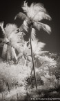 Tropical Beach, Florida Keys #YNS-307.  Infrared Photograph,  Stretched and Gallery Wrapped, Limited Edition Archival Print on Canvas:  40 x 68 inches, $1620.  Custom Proportions and Sizes are Available.  For more information or to order please visit our ABOUT page or call us at 561-691-1110.