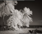 Tropical Beach, Key West #YNS-339.  Infrared Photograph,  Stretched and Gallery Wrapped, Limited Edition Archival Print on Canvas:  40 x 44 inches, $1530.  Custom Proportions and Sizes are Available.  For more information or to order please visit our ABOUT page or call us at 561-691-1110.