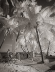 Tropical Beach, Key West #YNS-343.  Infrared Photograph,  Stretched and Gallery Wrapped, Limited Edition Archival Print on Canvas:  40 x 50 inches, $1560.  Custom Proportions and Sizes are Available.  For more information or to order please visit our ABOUT page or call us at 561-691-1110.
