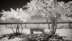 Tropical Beach, Jupiter  #YNS-010.  Infrared Photograph,  Stretched and Gallery Wrapped, Limited Edition Archival Print on Canvas:  72 x 40 inches, $1620.  Custom Proportions and Sizes are Available.  For more information or to order please visit our ABOUT page or call us at 561-691-1110.