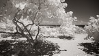 Tropical Beach, Jupiter  #YNS-011.  Infrared Photograph,  Stretched and Gallery Wrapped, Limited Edition Archival Print on Canvas:  72 x 40 inches, $1620.  Custom Proportions and Sizes are Available.  For more information or to order please visit our ABOUT page or call us at 561-691-1110.