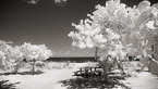 Tropical Beach, Jupiter  #YNS-014.  Infrared Photograph,  Stretched and Gallery Wrapped, Limited Edition Archival Print on Canvas:  72 x 40 inches, $1620.  Custom Proportions and Sizes are Available.  For more information or to order please visit our ABOUT page or call us at 561-691-1110.