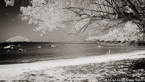 Tropical Beach, Saint Thomas #YNS-132.  Infrared Photograph,  Stretched and Gallery Wrapped, Limited Edition Archival Print on Canvas:  72 x 40 inches, $1620.  Custom Proportions and Sizes are Available.  For more information or to order please visit our ABOUT page or call us at 561-691-1110.