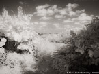 Beach , Jupiter  #YNS-220.  Infrared Photograph,  Stretched and Gallery Wrapped, Limited Edition Archival Print on Canvas:  56 x 40 inches, $1590.  Custom Proportions and Sizes are Available.  For more information or to order please visit our ABOUT page or call us at 561-691-1110.