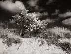 Beach , Jupiter  #YNS-225.  Infrared Photograph,  Stretched and Gallery Wrapped, Limited Edition Archival Print on Canvas:  56 x 40 inches, $1590.  Custom Proportions and Sizes are Available.  For more information or to order please visit our ABOUT page or call us at 561-691-1110.