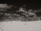 Beach , Jupiter  #YNS-228.  Infrared Photograph,  Stretched and Gallery Wrapped, Limited Edition Archival Print on Canvas:  56 x 40 inches, $1590.  Custom Proportions and Sizes are Available.  For more information or to order please visit our ABOUT page or call us at 561-691-1110.