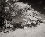 Beach , Jupiter  #YNS-229.  Infrared Photograph,  Stretched and Gallery Wrapped, Limited Edition Archival Print on Canvas:  50 x 40 inches, $1560.  Custom Proportions and Sizes are Available.  For more information or to order please visit our ABOUT page or call us at 561-691-1110.