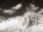 Beach , Jupiter  #YNS-269.  Infrared Photograph,  Stretched and Gallery Wrapped, Limited Edition Archival Print on Canvas:  56 x 40 inches, $1590.  Custom Proportions and Sizes are Available.  For more information or to order please visit our ABOUT page or call us at 561-691-1110.
