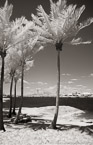 Tropical Beach, Jupiter  #YNS-001.  Infrared Photograph,  Stretched and Gallery Wrapped, Limited Edition Archival Print on Canvas:  40 x 60 inches, $1590.  Custom Proportions and Sizes are Available.  For more information or to order please visit our ABOUT page or call us at 561-691-1110.