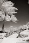 Tropical Beach, Jupiter  #YNS-004.  Infrared Photograph,  Stretched and Gallery Wrapped, Limited Edition Archival Print on Canvas:  40 x 60 inches, $1590.  Custom Proportions and Sizes are Available.  For more information or to order please visit our ABOUT page or call us at 561-691-1110.