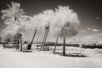 Tropical Beach, Jupiter  #YNS-006.  Infrared Photograph,  Stretched and Gallery Wrapped, Limited Edition Archival Print on Canvas:  60 x 40 inches, $1590.  Custom Proportions and Sizes are Available.  For more information or to order please visit our ABOUT page or call us at 561-691-1110.
