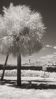 Tropical Beach, Jupiter  #YNS-007.  Infrared Photograph,  Stretched and Gallery Wrapped, Limited Edition Archival Print on Canvas:  40 x 72 inches, $1620.  Custom Proportions and Sizes are Available.  For more information or to order please visit our ABOUT page or call us at 561-691-1110.