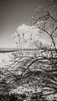 Tropical Beach, Jupiter  #YNS-008.  Infrared Photograph,  Stretched and Gallery Wrapped, Limited Edition Archival Print on Canvas:  40 x 72 inches, $1620.  Custom Proportions and Sizes are Available.  For more information or to order please visit our ABOUT page or call us at 561-691-1110.
