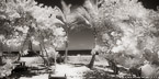 Tropical Beach, Jupiter  #YNS-013.  Infrared Photograph,  Stretched and Gallery Wrapped, Limited Edition Archival Print on Canvas:  72 x 36 inches, $1620.  Custom Proportions and Sizes are Available.  For more information or to order please visit our ABOUT page or call us at 561-691-1110.