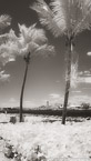 Tropical Beach, Jupiter  #YNS-017.  Infrared Photograph,  Stretched and Gallery Wrapped, Limited Edition Archival Print on Canvas:  40 x 72 inches, $1620.  Custom Proportions and Sizes are Available.  For more information or to order please visit our ABOUT page or call us at 561-691-1110.