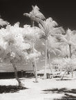 Tropical Beach, Jupiter  #YNS-021.  Infrared Photograph,  Stretched and Gallery Wrapped, Limited Edition Archival Print on Canvas:  40 x 50 inches, $1560.  Custom Proportions and Sizes are Available.  For more information or to order please visit our ABOUT page or call us at 561-691-1110.