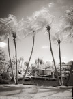 Tropical Beach, Jupiter  #YNS-023.  Infrared Photograph,  Stretched and Gallery Wrapped, Limited Edition Archival Print on Canvas:  40 x 56 inches, $1590.  Custom Proportions and Sizes are Available.  For more information or to order please visit our ABOUT page or call us at 561-691-1110.