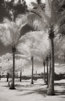 Tropical House, Jupiter  #YNS-024.  Infrared Photograph,  Stretched and Gallery Wrapped, Limited Edition Archival Print on Canvas:  40 x 60 inches, $1590.  Custom Proportions and Sizes are Available.  For more information or to order please visit our ABOUT page or call us at 561-691-1110.