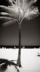 Tropical Beach, Fort Lauderdale #YNS-035.  Infrared Photograph,  Stretched and Gallery Wrapped, Limited Edition Archival Print on Canvas:  40 x 72 inches, $1620.  Custom Proportions and Sizes are Available.  For more information or to order please visit our ABOUT page or call us at 561-691-1110.