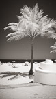 Tropical Beach, Fort Lauderdale #YNS-045.  Infrared Photograph,  Stretched and Gallery Wrapped, Limited Edition Archival Print on Canvas:  40 x 72 inches, $1620.  Custom Proportions and Sizes are Available.  For more information or to order please visit our ABOUT page or call us at 561-691-1110.