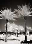 Tropical Beach, Fort Lauderdale #YNS-057.  Infrared Photograph,  Stretched and Gallery Wrapped, Limited Edition Archival Print on Canvas:  40 x 56 inches, $1590.  Custom Proportions and Sizes are Available.  For more information or to order please visit our ABOUT page or call us at 561-691-1110.