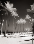 Tropical Beach, Fort Lauderdale #YNS-066.  Infrared Photograph,  Stretched and Gallery Wrapped, Limited Edition Archival Print on Canvas:  40 x 56 inches, $1590.  Custom Proportions and Sizes are Available.  For more information or to order please visit our ABOUT page or call us at 561-691-1110.