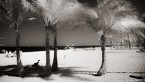 Tropical Beach, Fort Lauderdale #YNS-068.  Infrared Photograph,  Stretched and Gallery Wrapped, Limited Edition Archival Print on Canvas:  72 x 40 inches, $1620.  Custom Proportions and Sizes are Available.  For more information or to order please visit our ABOUT page or call us at 561-691-1110.