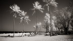 Tropical Beach, Fort Lauderdale #YNS-069.  Infrared Photograph,  Stretched and Gallery Wrapped, Limited Edition Archival Print on Canvas:  72 x 40 inches, $1620.  Custom Proportions and Sizes are Available.  For more information or to order please visit our ABOUT page or call us at 561-691-1110.
