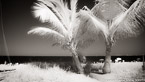 Tropical Beach, Fort Lauderdale #YNS-073.  Infrared Photograph,  Stretched and Gallery Wrapped, Limited Edition Archival Print on Canvas:  72 x 40 inches, $1620.  Custom Proportions and Sizes are Available.  For more information or to order please visit our ABOUT page or call us at 561-691-1110.