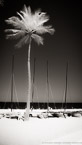 Tropical Beach, Fort Lauderdale #YNS-074.  Infrared Photograph,  Stretched and Gallery Wrapped, Limited Edition Archival Print on Canvas:  40 x 72 inches, $1620.  Custom Proportions and Sizes are Available.  For more information or to order please visit our ABOUT page or call us at 561-691-1110.