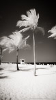 Tropical Beach, Fort Lauderdale #YNS-075.  Infrared Photograph,  Stretched and Gallery Wrapped, Limited Edition Archival Print on Canvas:  40 x 72 inches, $1620.  Custom Proportions and Sizes are Available.  For more information or to order please visit our ABOUT page or call us at 561-691-1110.
